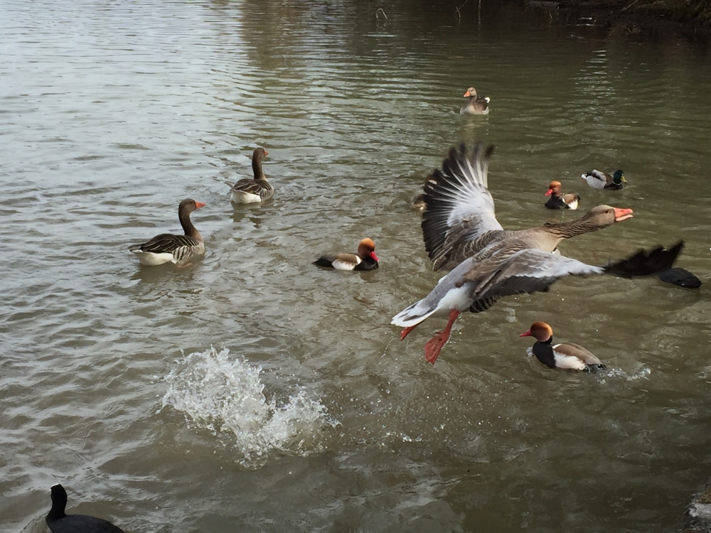 EnglischerGarten004